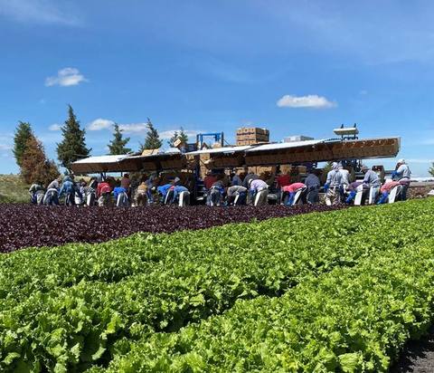 Trabajadores de Grupo U en campo agrícola